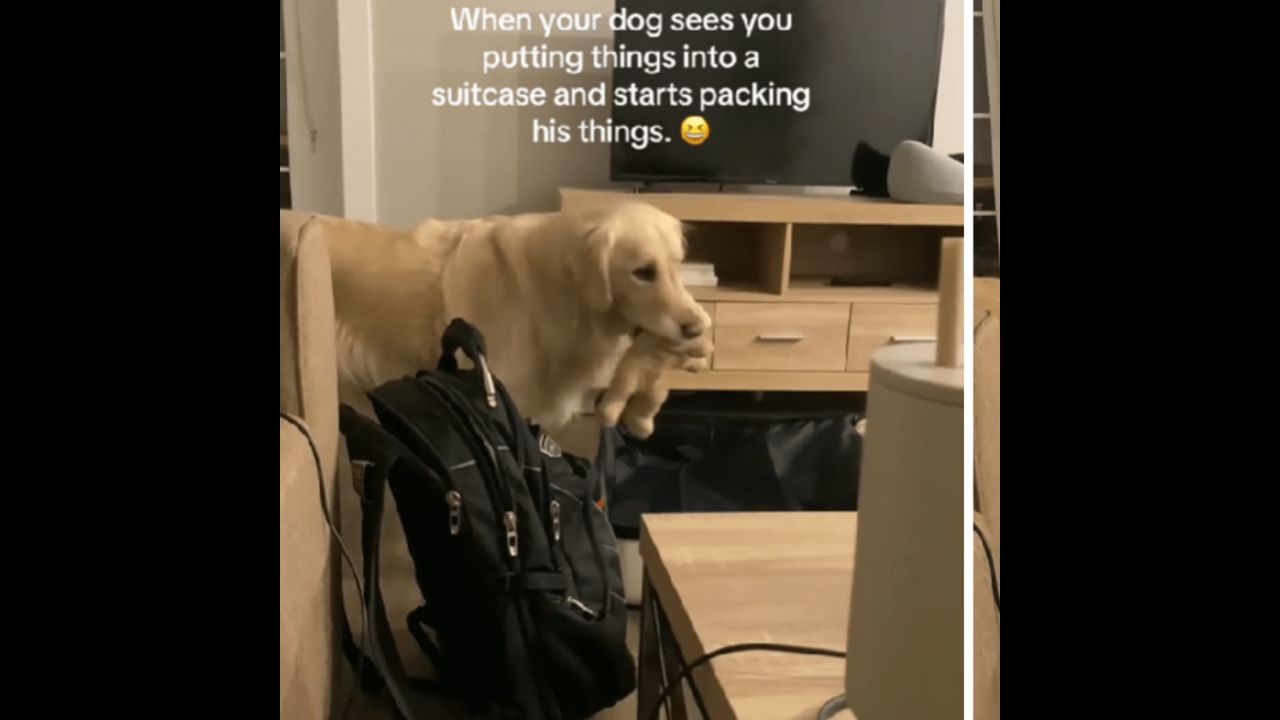 Golden Retriever Packs Suitcase Story